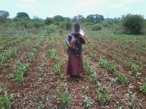 Evelin Moyo standing in her plot of well geminated corn